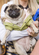 Pug